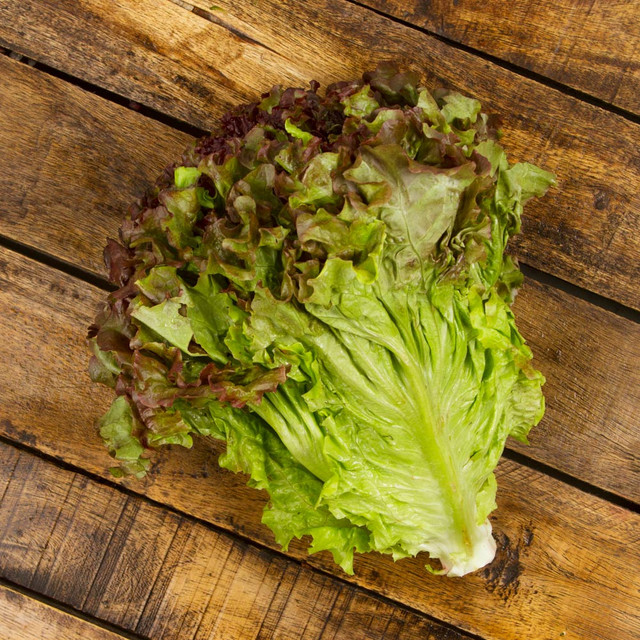 Lechuga Sangría - (pz)